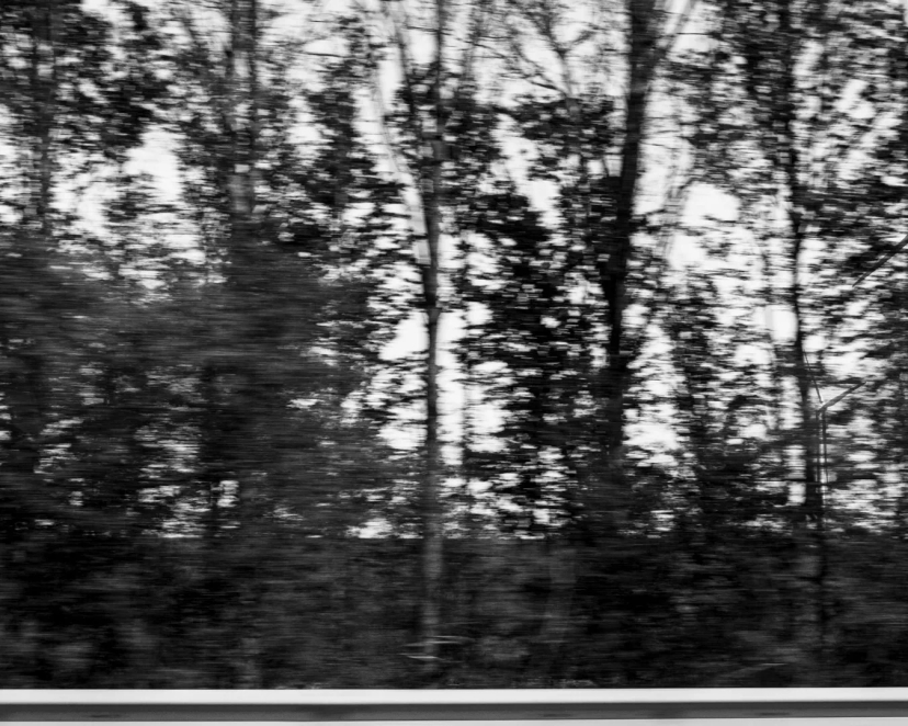 Arbres depuis l'autoroute