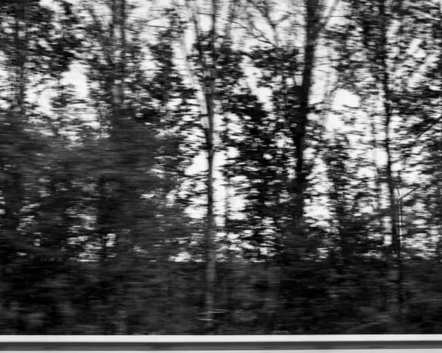 Arbres depuis l'autoroute